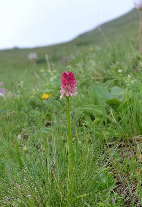 Nigritella cenisia e Nigritella rhellicani – Savoia francese   luglio 2023.